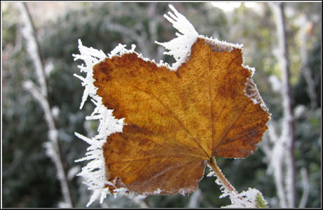 Blatt im Frost